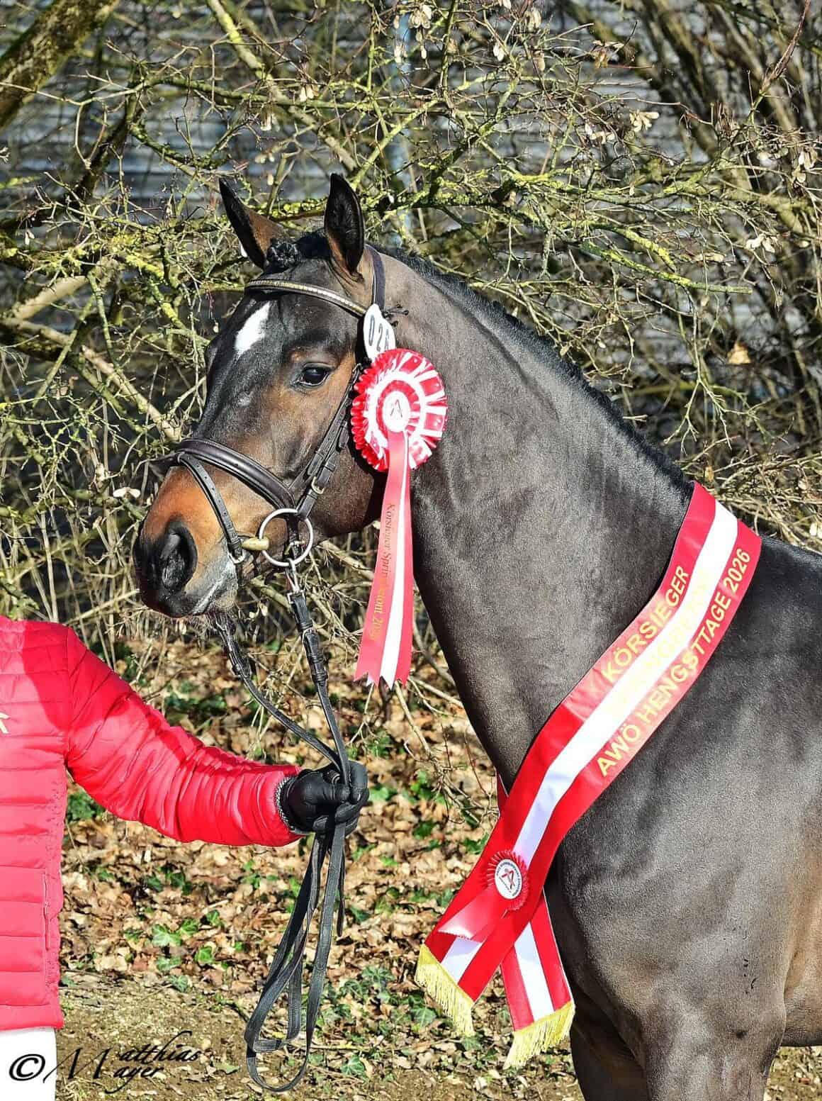 Neugschwent´s Chicco aus der Zucht von Dominik Juffingers Großvater Hans Trainer (T) ist AWÖ-Siegerhengst 2026. © Matthias Mayer