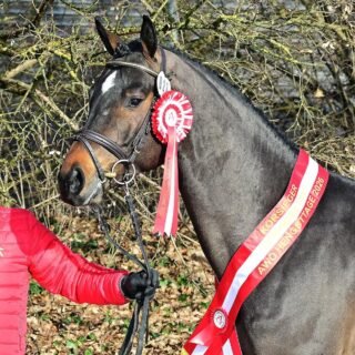 Neugschwent´s Chicco aus der Zucht von Dominik Juffingers Großvater Hans Trainer (T) ist AWÖ-Siegerhengst 2026. © Matthias Mayer