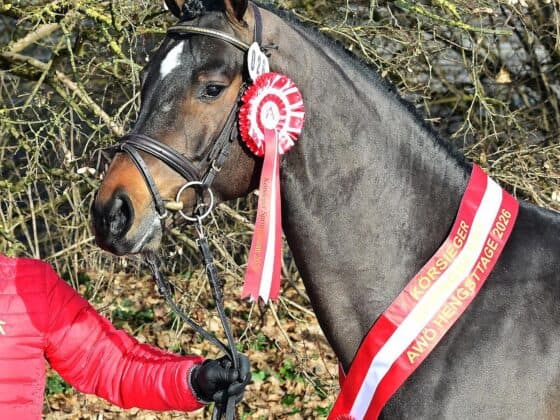 Neugschwent´s Chicco aus der Zucht von Dominik Juffingers Großvater Hans Trainer (T) ist AWÖ-Siegerhengst 2026. © Matthias Mayer