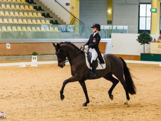 May we present: Fürst Charmeur PS OLD! Anna Schwarzlmüller-Kröpfels Wallach wurde vom Oldenburger Verband ausgezeichnet. © EQWO.net | Petra Kerschbaum