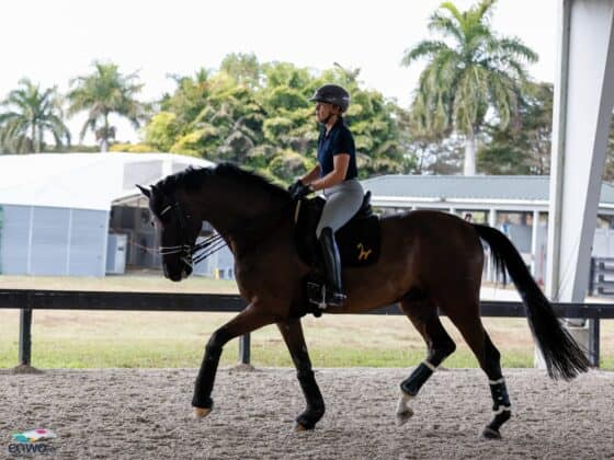 Isabell Werth (GER) genießt mit Special Blend ein Training unter Palmen, bevor am Wochenende das CDI3* Wellington ansteht. © EQWO.net | Petra Kerschbaum