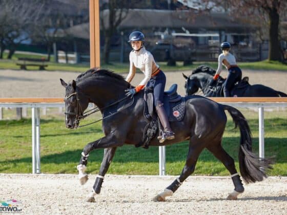 Dancier Gold FRH wurde im Hause Sprehe bis zur Königsklasse ausgebildet und soll nun unter der vierfachen Olympiasiegerin Jessica von Bredow-Werndl weiter wachsen. © EQWO.net | Petra Kerschbaum