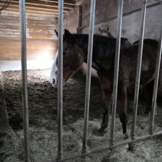 Die Pferdeklappe in Reutte (T) gibt drei schwer vernachlässigten Pferden neue Chance. © Österreichischer Tierschutzverein