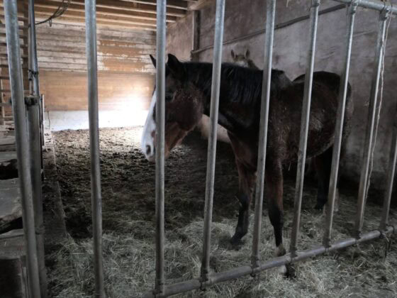 Die Pferdeklappe in Reutte (T) gibt drei schwer vernachlässigten Pferden neue Chance. © Österreichischer Tierschutzverein