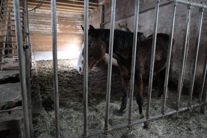Die Pferdeklappe in Reutte (T) gibt drei schwer vernachlässigten Pferden neue Chance. © Österreichischer Tierschutzverein