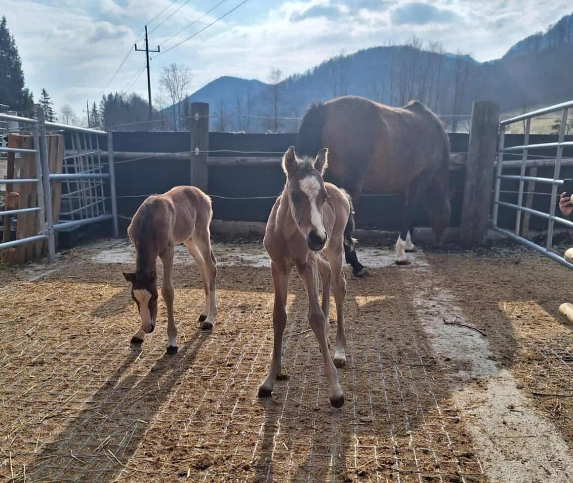 Überraschung! Reitponystute Doublette brachte letzte Woche Zwillinge zur Welt! © Privat
