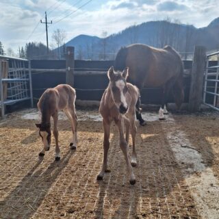 Überraschung! Reitponystute Doublette brachte letzte Woche Zwillinge zur Welt! © Privat