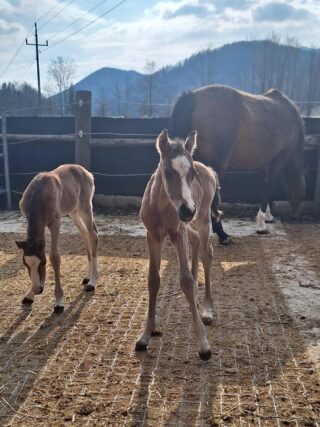 Überraschung! Reitponystute Doublette brachte letzte Woche Zwillinge zur Welt! © Privat
