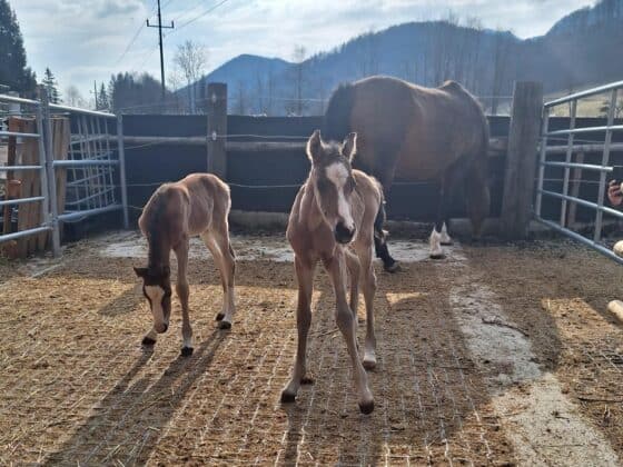 Überraschung! Reitponystute Doublette brachte letzte Woche Zwillinge zur Welt! © Privat