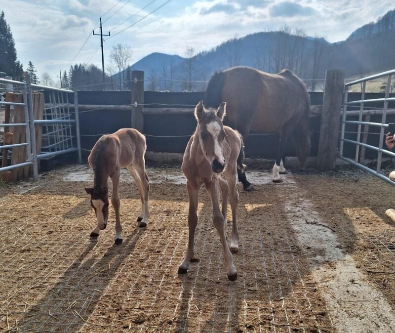 Überraschung! Reitponystute Doublette brachte letzte Woche Zwillinge zur Welt! © Privat