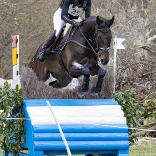 Lea Siegl und Van Helsing P auf dem Weg zum Sieg in der CCI4*-S im Akademiepark der Theresianischen Militärakademie Wr. Neustadt. © Michael Graf