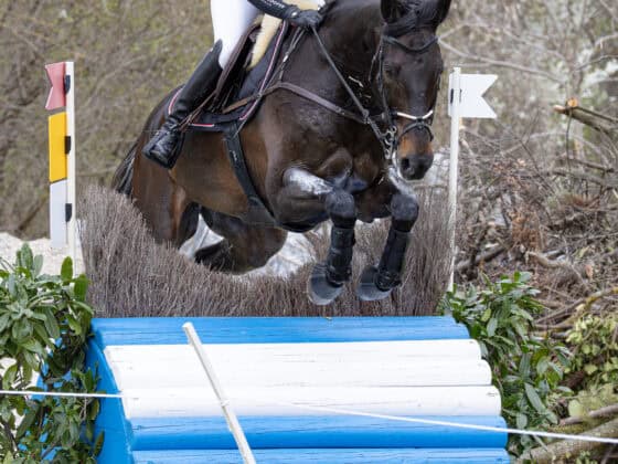 Lea Siegl und Van Helsing P auf dem Weg zum Sieg in der CCI4*-S im Akademiepark der Theresianischen Militärakademie Wr. Neustadt. © Michael Graf