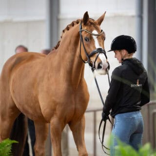 Broadmoars Don Alfredo AWÖ aka Fredi ist "fit to compete", das Weltcup-Finale in Fort Worth, Texas, kann losgehen! © Arnd Bronkhorst