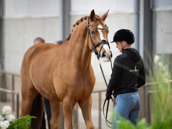 Broadmoars Don Alfredo AWÖ aka Fredi ist "fit to compete", das Weltcup-Finale in Fort Worth, Texas, kann losgehen! © Arnd Bronkhorst