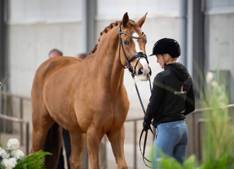 Broadmoars Don Alfredo AWÖ aka Fredi ist "fit to compete", das Weltcup-Finale in Fort Worth, Texas, kann losgehen! © Arnd Bronkhorst