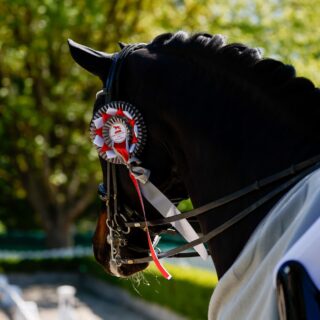 Das CDI Mariakalnok lockte 2026 prominente Reiter:innen wie Diana Porsche (HUN), Jessica von Bredow-Werndl (GER) oder Sandra Sysojeva (P) an. © EQWO.net | Petra Kerschbaum