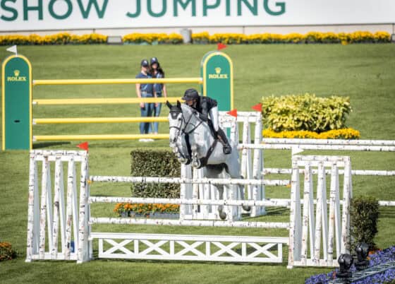 Springreiten mit Pferd bei EQWO.net, Fokus auf K.