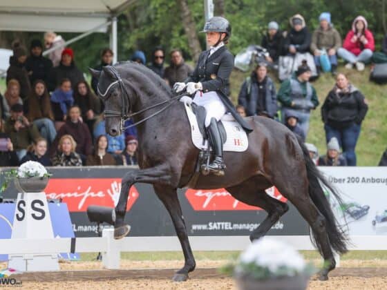 Dante's Pearl OLD fehlt beim CDIO4* in Hagen a.T.W.! © EQWO.net | Petra Kerschbaum