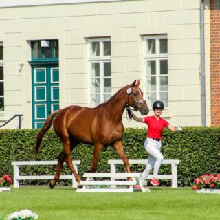 Die österreichischen Jungzüchter:innen belegten bei der Weltmeisterschaft in Celle Platz 12! © FB/ Marlene Reiter