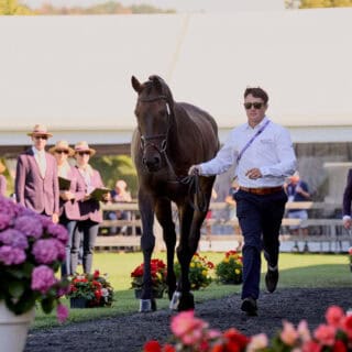 Alle Vielseitigkeitspferde haben den Vetcheck von Aachen bestanden! © FEI | Liz Gregg