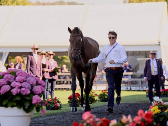 Alle Vielseitigkeitspferde haben den Vetcheck von Aachen bestanden! © FEI | Liz Gregg