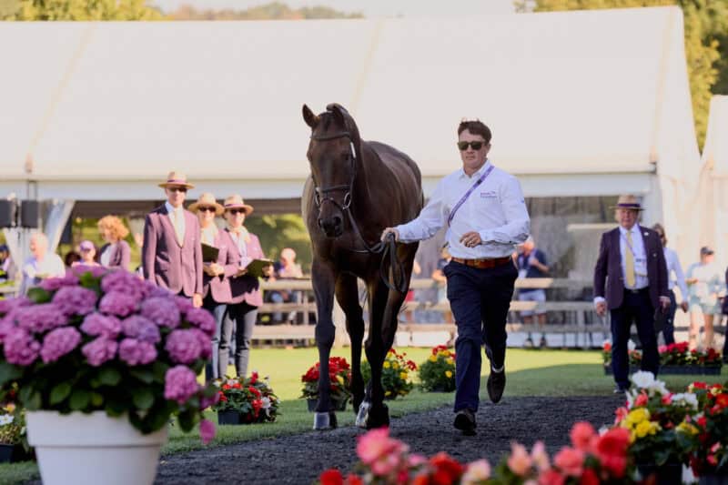 Alle Vielseitigkeitspferde haben den Vetcheck von Aachen bestanden! © FEI | Liz Gregg