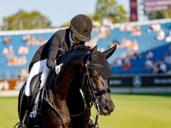 Oh Fipsi! Der 16-jährige KWPN-Hengst von Wynton x Ferro zeigte sich in der eindrucksvollen Athmosphäre von Aachen hoch fokussiert. © EQWO.net | Petra Kerschbaum