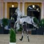 Die Kapriole an der Hand: Eine Lektion, die nur die weißen Lipizzaner der Spanischen Hofreitschule beherrschen. © EQWO.net | Petra Kerschbaum