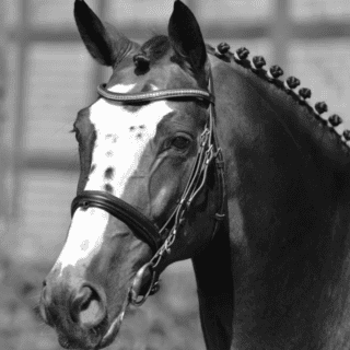 Vererber-Legende Balou du Rout verstarb im Alter von 27 Jahren. © Schockemöhle Hengste