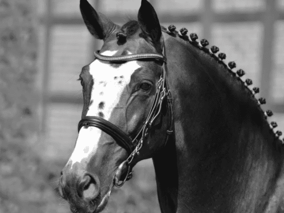 Vererber-Legende Balou du Rout verstarb im Alter von 27 Jahren. © Schockemöhle Hengste