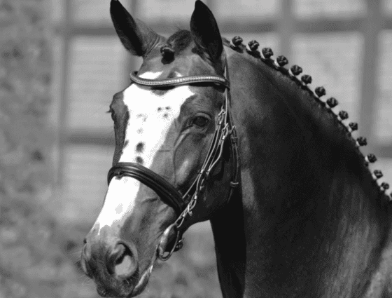 Vererber-Legende Balou du Rout verstarb im Alter von 27 Jahren. © Schockemöhle Hengste