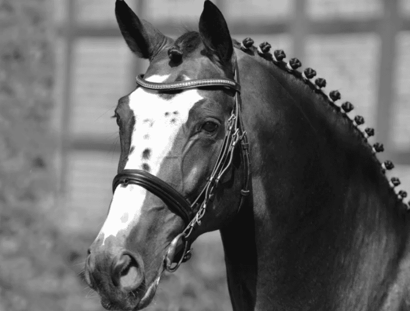 Vererber-Legende Balou du Rout verstarb im Alter von 27 Jahren. © Schockemöhle Hengste