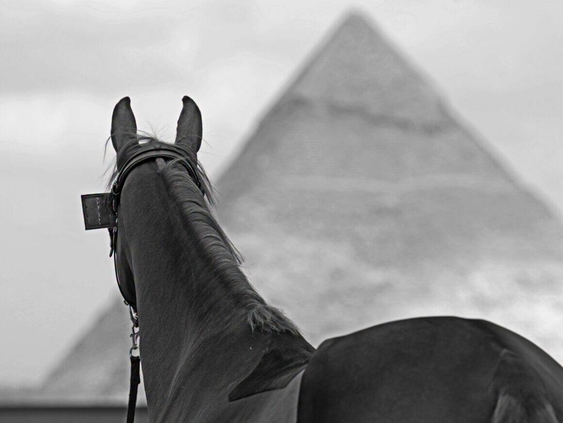 Die GCT macht Station vor den Pyramiden von Gizeh. Dort treffen zwei Welten aufeinander: top gepflegte Sportpferde und knochige Pferde, die als Arbeitsgeräte dienen. © FB: Longines Global Champions Tour