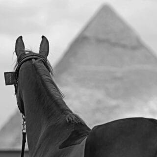 Die GCT macht Station vor den Pyramiden von Gizeh. Dort treffen zwei Welten aufeinander: top gepflegte Sportpferde und knochige Pferde, die als Arbeitsgeräte dienen. © FB: Longines Global Champions Tour