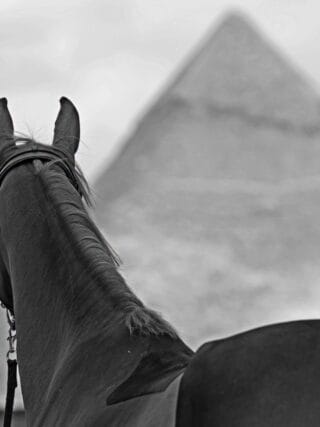 Die GCT macht Station vor den Pyramiden von Gizeh. Dort treffen zwei Welten aufeinander: top gepflegte Sportpferde und knochige Pferde, die als Arbeitsgeräte dienen. © FB: Longines Global Champions Tour