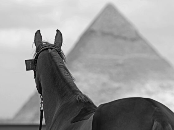 Die GCT macht Station vor den Pyramiden von Gizeh. Dort treffen zwei Welten aufeinander: top gepflegte Sportpferde und knochige Pferde, die als Arbeitsgeräte dienen. © FB: Longines Global Champions Tour