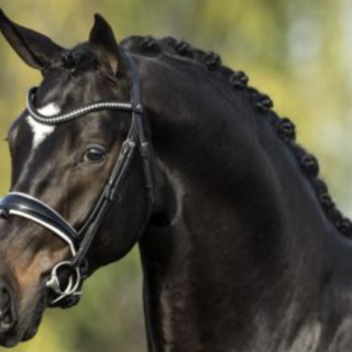 Mister US ist mit nur neun Jahren nach Komplikationen bei der Kastration verstorben. Er war Halbbruder z8u GLOCK's Total US, Zantana RS2 oder Great Gatsby. © www.uytert.nl