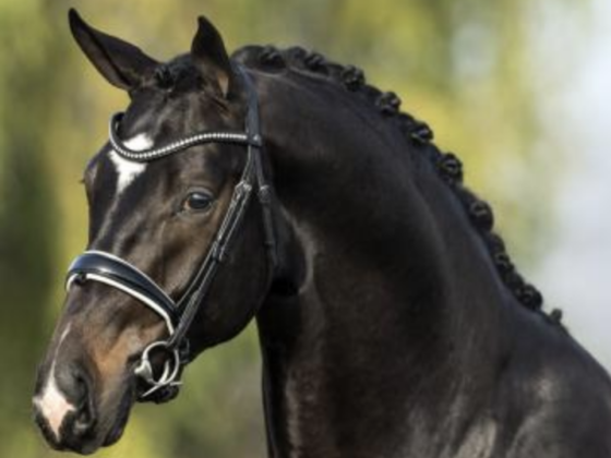 Mister US ist mit nur neun Jahren nach Komplikationen bei der Kastration verstorben. Er war Halbbruder z8u GLOCK's Total US, Zantana RS2 oder Great Gatsby. © www.uytert.nl