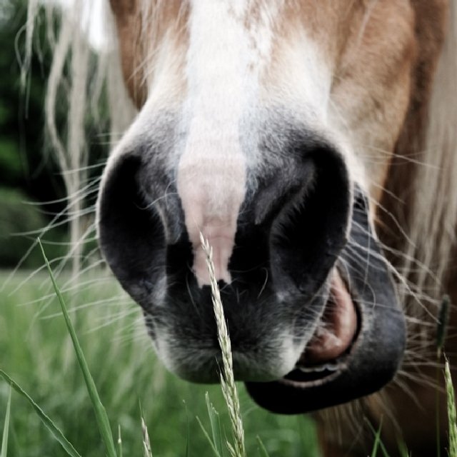 0514 PferdefuetterungUndLeistung