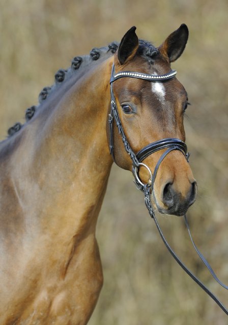 2014 02 07 Birkhof Topas