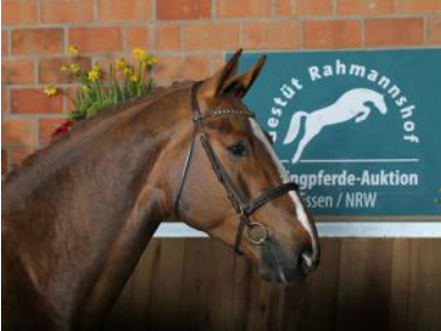 ALL FUTURE Gestüt Rahmannshof