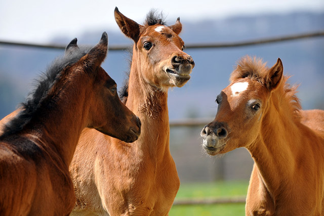 Araberfohlen-Marbach cc Kube
