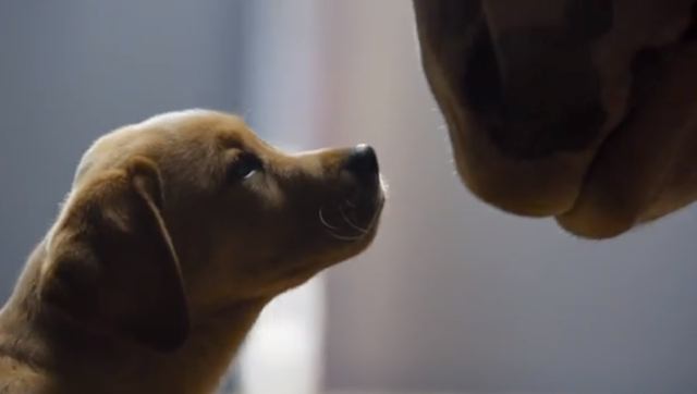 Budweiser Commercial