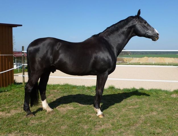 Fleiner Biberach 2014 III Friedrich