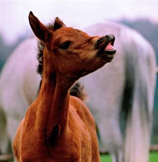 Fohlen Marbach cc Schreiner