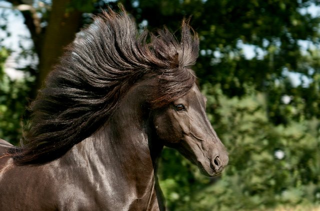 Islandpferde-MarionSchoening 1