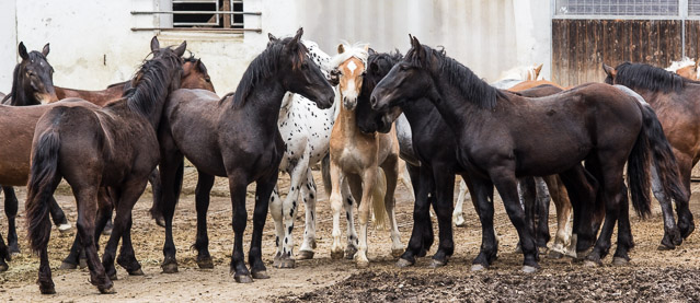 Jährlinge OssiacherTauern