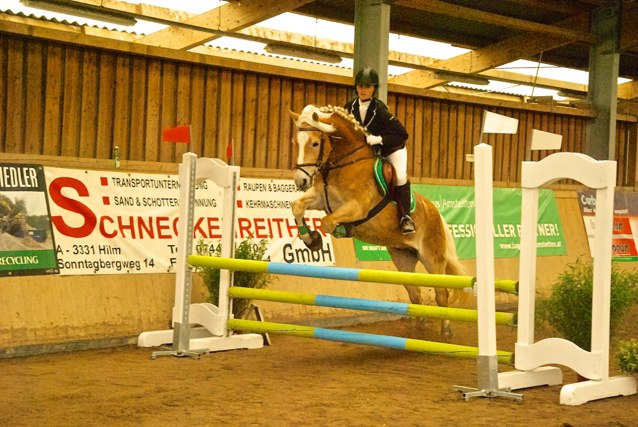 Kozanda Haflinger Allhartsberg cNOEPS