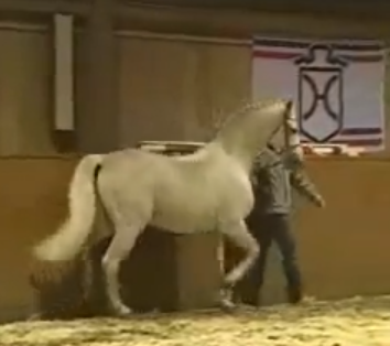 MaasJHell Calido.I Hengstschau