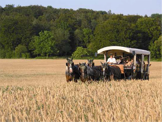 Planwagenfahrten-über-die-Schwäbische-Alb